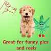 My Name is MJ, Cute Stuffed Parody Marijuana Leaf Dog Toy, Funny Squeaky Weed Toy, Cool Plush Novelty 420 Gift for Puppies & Small, Medium & Large Br