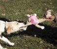 Jute And Rope Giraffe - Pig Pet Toy