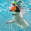 Rolling Ball for Dogs; Pet Dog Mental Stimulation Toys | Made of Natural Rubber; Active Rolling Ball for Dog Puppies and Cats; Happy; Intelligent Int